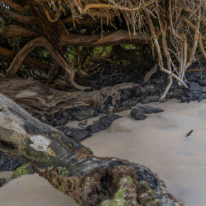 mangrove trunk on sand santa cruz galapagos 7