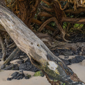 mangrove trunk on sand santa cruz galapagos 8