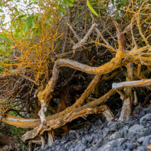 mangrove trunk on volcanic ground santa cruz galapagos 1