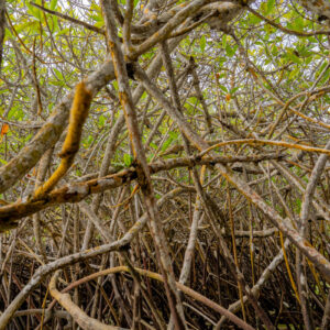 mangrove trunks and branches