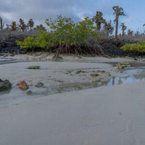 mangroves sand and opuntia landscape 2