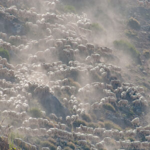 many sheep gathered on a hillside with a muleteer 1