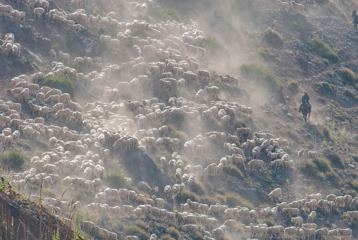 many sheep gathered on a hillside with a muleteer 1