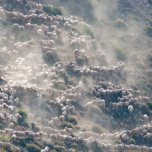 many sheep gathered on a hillside with a muleteer