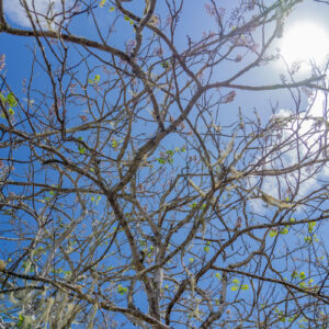 manzanillo branches with lichens against sky