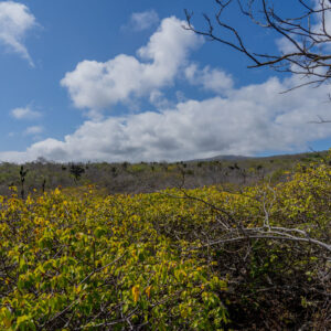 manzanillo trees and opuntia landscape galapagos 2