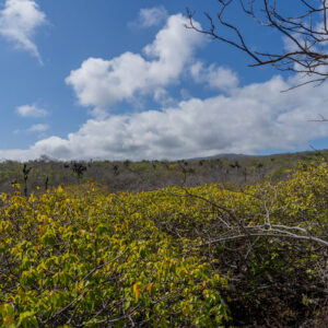 manzanillo trees and opuntia landscape galapagos 3