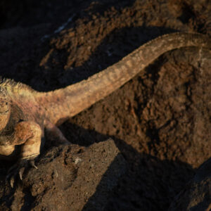 marine iguana basking on rocks 3