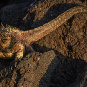 marine iguana basking on rocks 4