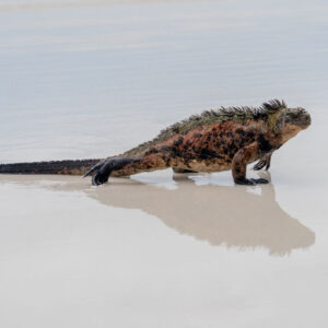 marine iguana emerging from sea 14