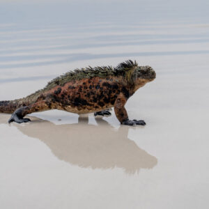 marine iguana emerging from sea 1