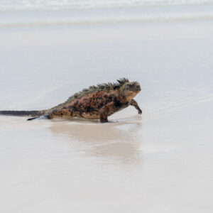 marine iguana emerging from sea 3