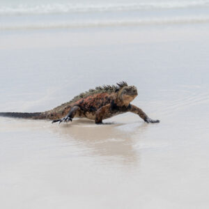 marine iguana emerging from sea 4