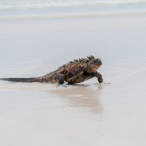 marine iguana emerging from sea 5