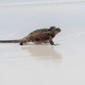marine iguana emerging from sea 7