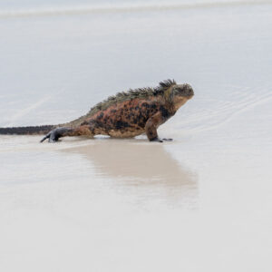 marine iguana emerging from sea 8