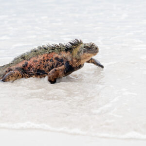 marine iguana emerging from sea