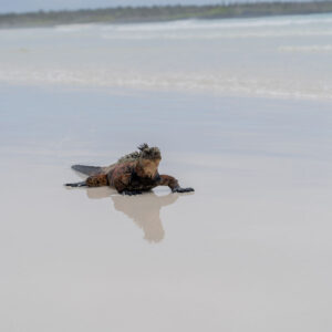marine iguana emerging from sea wide shot
