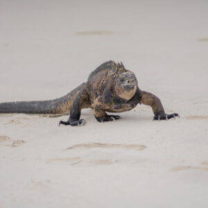 marine iguana on sand front view