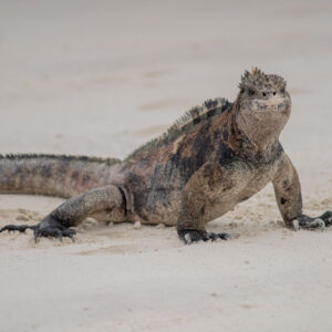 marine iguana posing front view