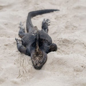 marine iguana resting peacefully on sand front view