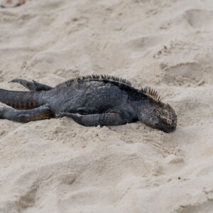 marine iguana resting peacefully on sand side view
