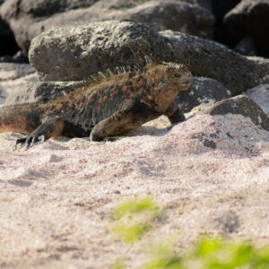 marine iguana walking across sand 1