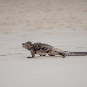 marine iguana walking on sand 2