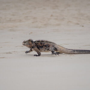 marine iguana walking on sand 3