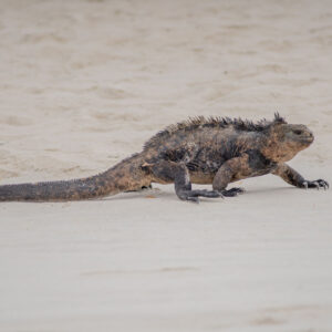 marine iguana walking on sand 4