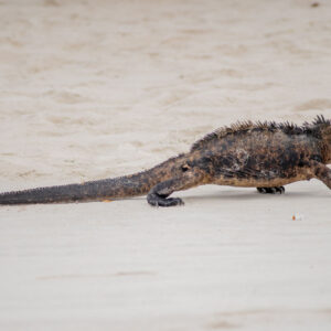 marine iguana walking on sand 5