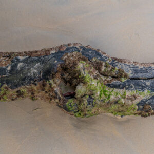 moss covered trunk buried in sand