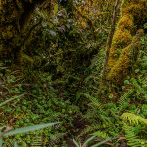 mossy forest trail with ferns 2 san cristobal island galapagos