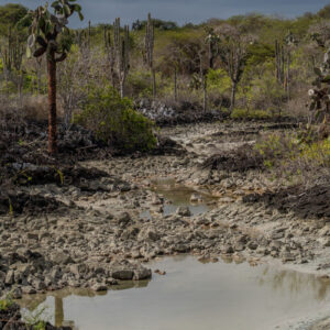mud opuntia and endemic vegetation santa cruz galapagos 1