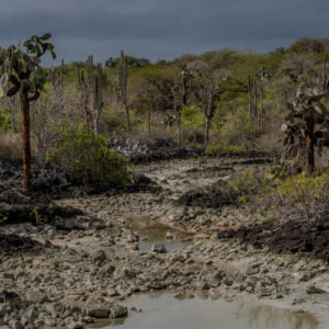 mud opuntia and endemic vegetation santa cruz galapagos 2