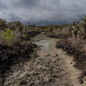 mud opuntia and endemic vegetation santa cruz galapagos 3