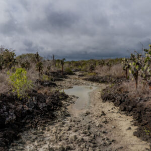 mud opuntia and endemic vegetation santa cruz galapagos 4