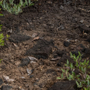 mud with ghost crabs