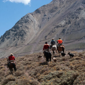muleteers from behind with their dogs
