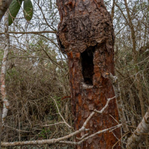 nest hole in opuntia trunk 3
