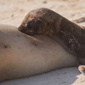 nursing sea lion pup 1 san cristobal island galapagos