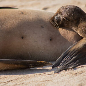 nursing sea lion pup 2 san cristobal island galapagos