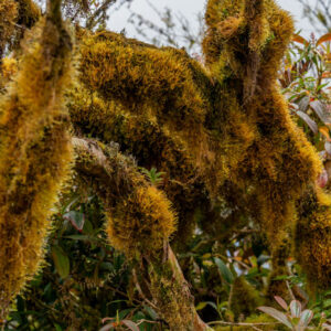 old mans beard lichen usnea 1 san cristobal island galapagos