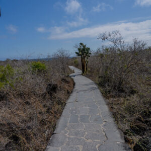 opuntia and path