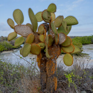 opuntia and seascape
