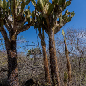 opuntia beside path 1