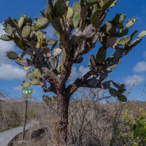 opuntia beside path 2