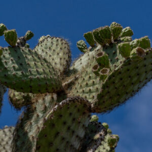 opuntia beside path close shot 1