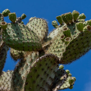 opuntia beside path close shot 2