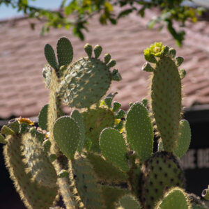 opuntia commonly known as prickly pear cactus 2